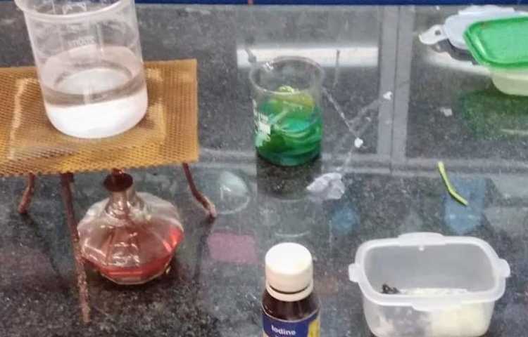 آزمایشگاه علوم با مبحث شناسایی کلروفیل و نشاسته در برگ پایه ششم دبستان 2