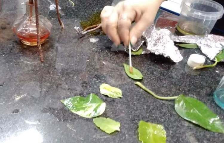 آزمایشگاه علوم با مبحث شناسایی کلروفیل و نشاسته در برگ پایه ششم دبستان 7