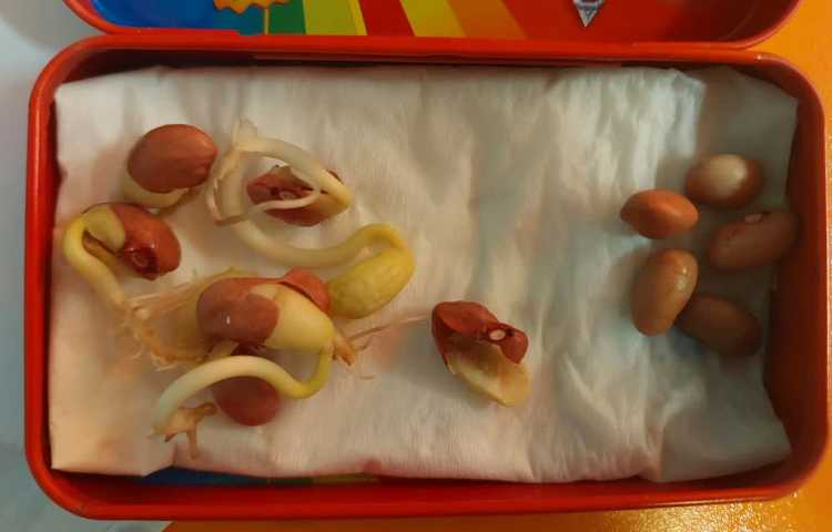 آزمایش تاثیر نور در رشد گیاه 2