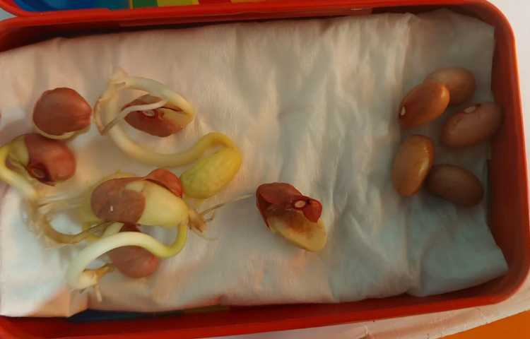 آزمایش تاثیر نور در رشد گیاه 3