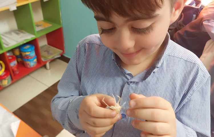 آزمایش تاثیر نور در رشد گیاه