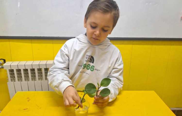 آزمایش علوم، قلمه زنی و کاشت دانه 2