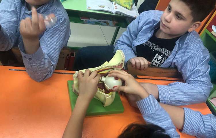 آشنایی با اجزای چشم و گوش درس علوم 1