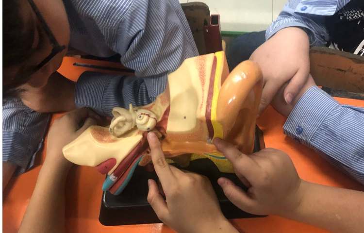 آشنایی با اجزای چشم و گوش درس علوم