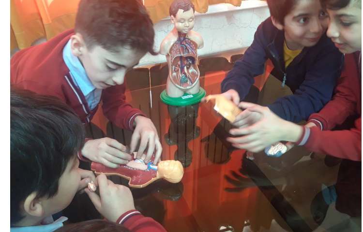 آشنایی با اندامهای داخلی بدن در آزمایشگاه همراه با بازی پازل اندام های داخلی 7