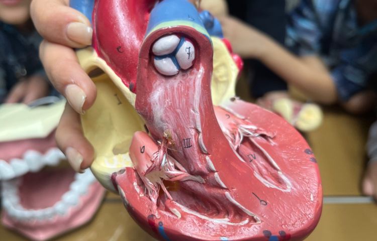 آشنایی با بدن انسان 2