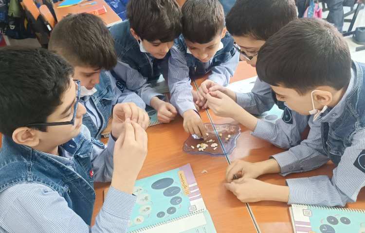 آشنایی با دانه‌های دو قسمتی 2