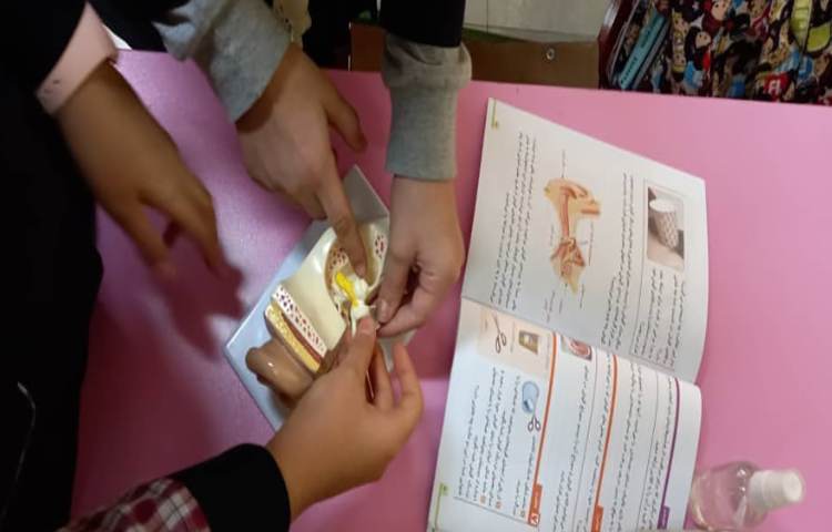 آشنایی با ساختمان گوش و تماشای پویانمایی در رابطه با چگونگی عمل شنیدن 3