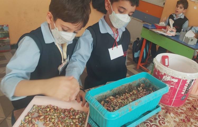 آشنایی با مراحل کاشت دانه لوبیا در پایه دوم 2