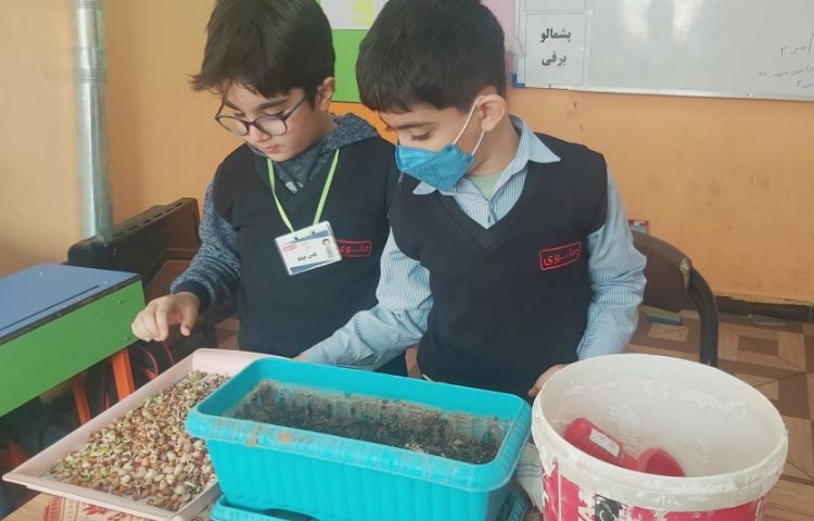آشنایی با مراحل کاشت دانه لوبیا در پایه دوم