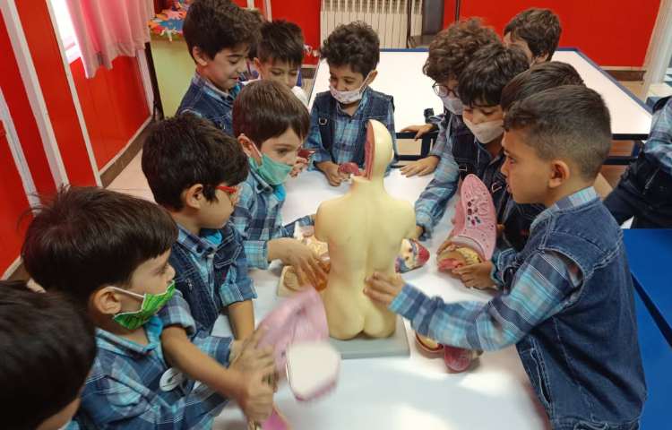 :آموزش اعضای داخلی و خارجی بدن 2