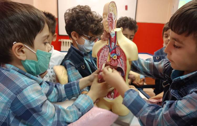 :آموزش اعضای داخلی و خارجی بدن