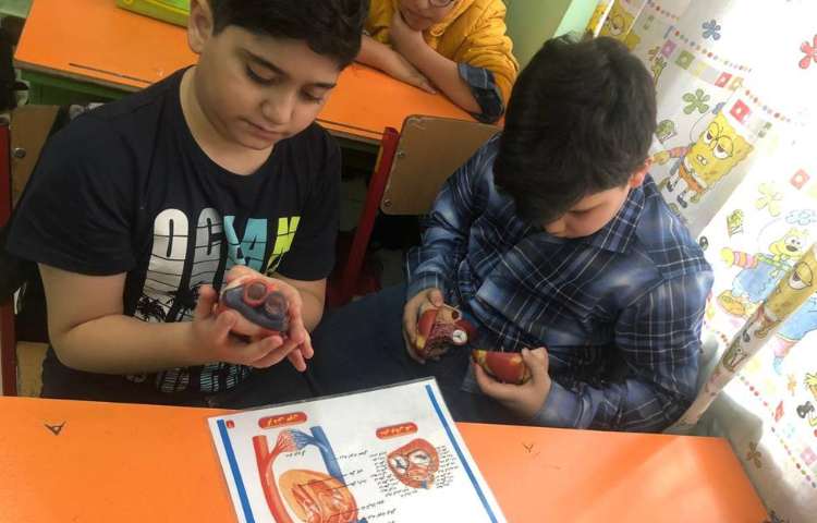 آموزش علوم (آشنایی با اجزای قلب) پایه چهارم 11