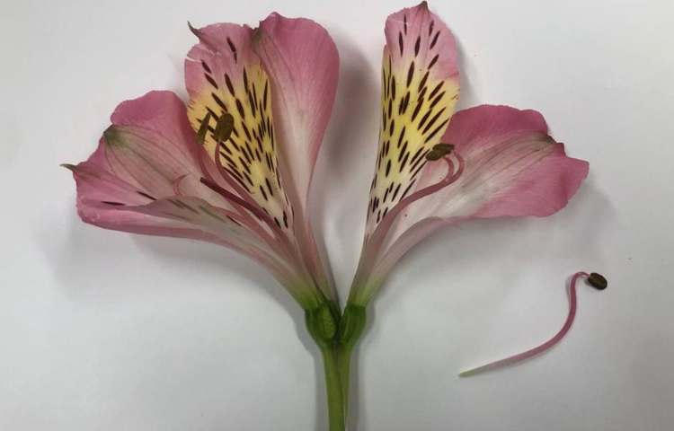 آموزش علوم آشنایی با اجزای گل پایه چهارم دبستان 3