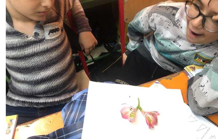 آموزش علوم آشنایی با اجزای گل پایه چهارم دبستان 4