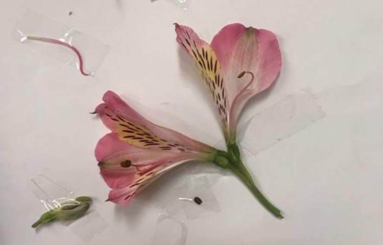 آموزش علوم آشنایی با اجزای گل پایه چهارم دبستان 8