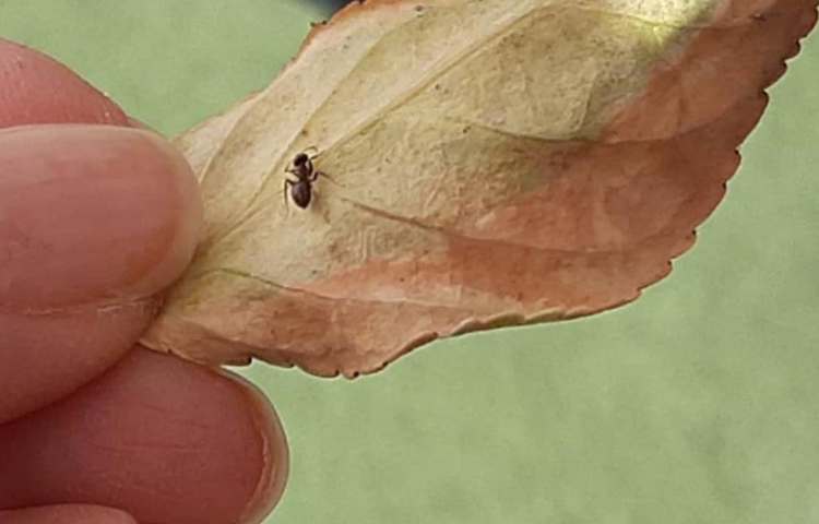 آموزش علوم (آشنایی با بی مهرگان)پایه چهارم دبستان 2