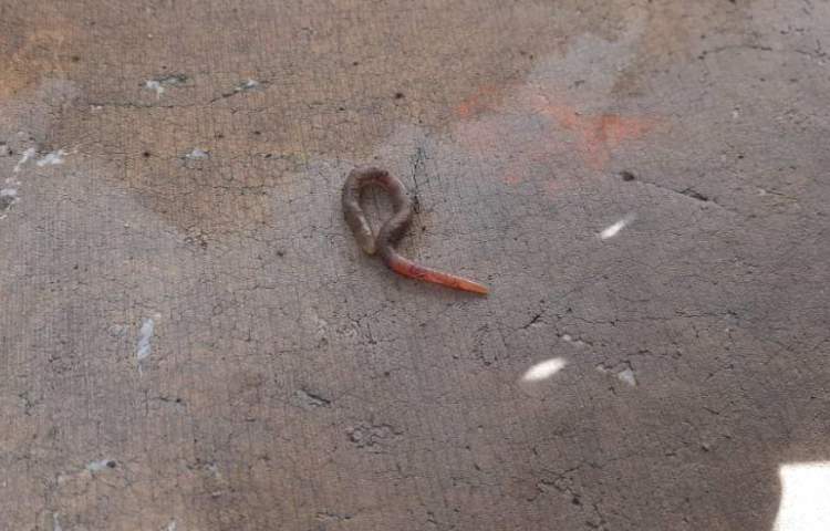 آموزش علوم (آشنایی با بی مهرگان)پایه چهارم دبستان 3