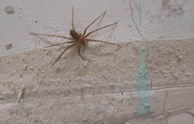 آموزش علوم (آشنایی با بی مهرگان)پایه چهارم دبستان 5