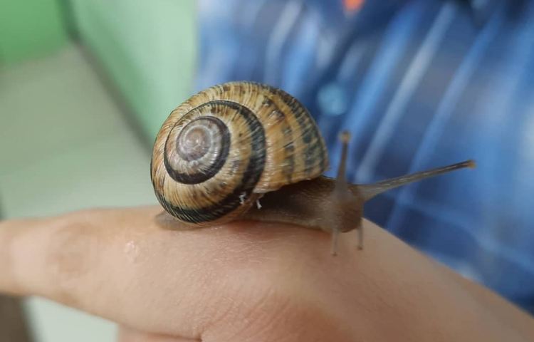 آموزش علوم آشنایی با بی مهرگان پایه چهارم 1