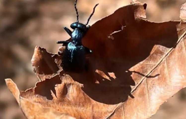 آموزش علوم آشنایی با بی مهرگان پایه چهارم 3