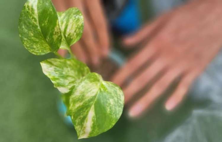 آموزش علوم (درس بکارید و ببنید)پایه سوم دبستان 1