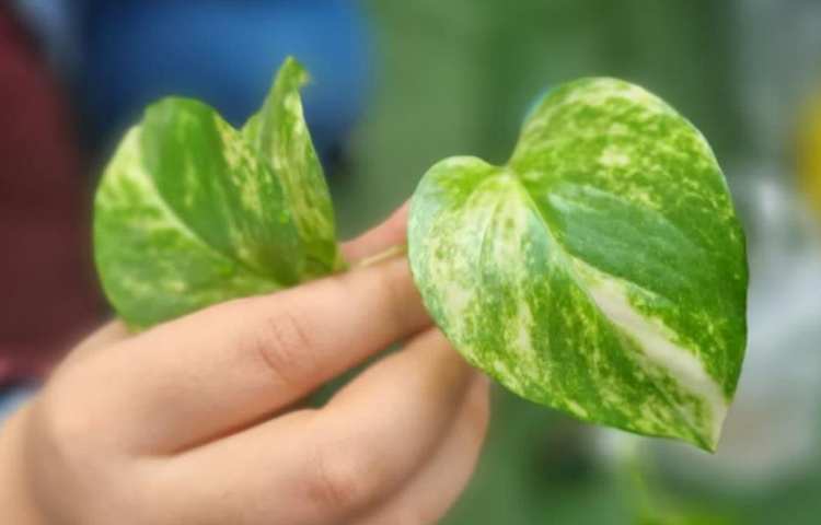 آموزش علوم (درس بکارید و ببنید)پایه سوم دبستان 2