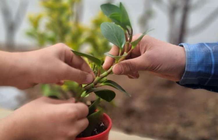 آموزش علوم (درس بکارید و ببنید)پایه سوم دبستان 3