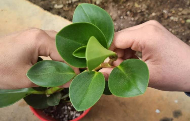 آموزش علوم (درس بکارید و ببنید)پایه سوم دبستان 4