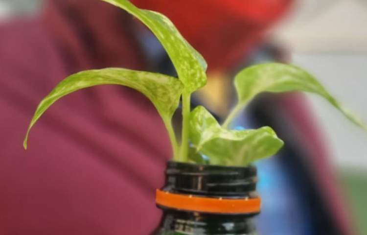 آموزش علوم (درس بکارید و ببنید)پایه سوم دبستان 5