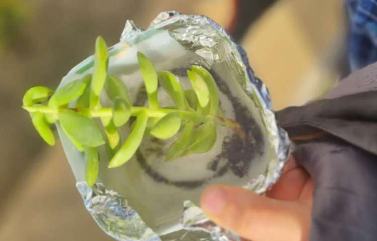 آموزش علوم (درس بکارید و ببنید)پایه سوم دبستان