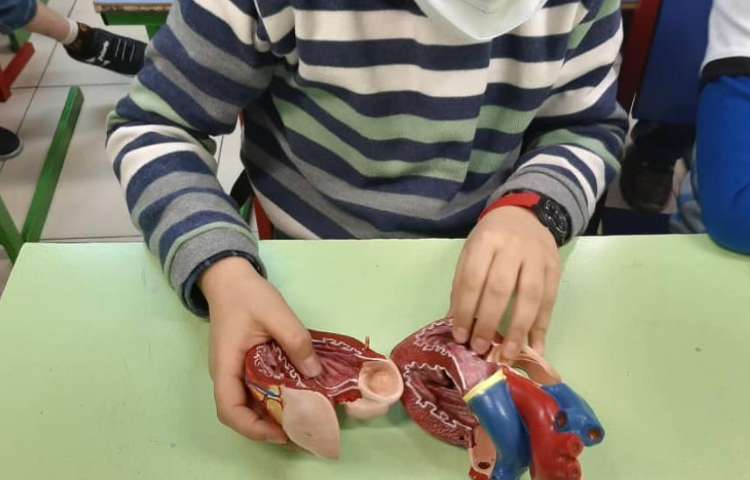 آموزش علوم در مورد ساختار قلب دانش آموزان پایه چهارم دبستان علوی 3