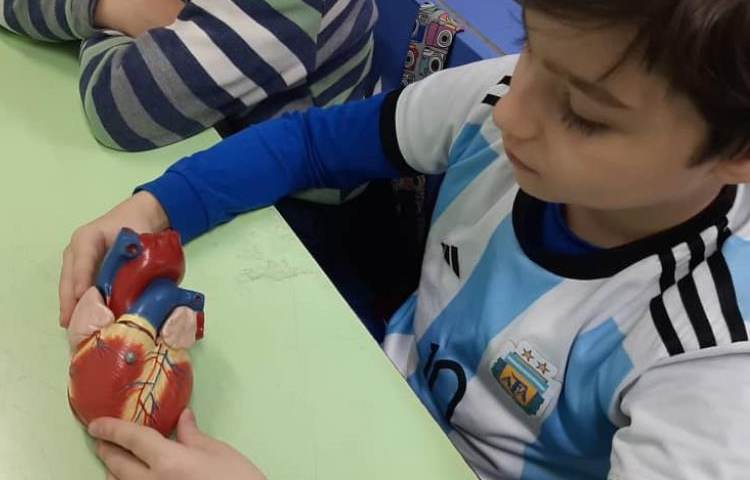 آموزش علوم در مورد ساختار قلب دانش آموزان پایه چهارم دبستان علوی 5