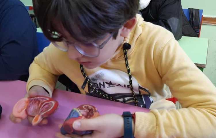 آموزش علوم در مورد ساختار قلب دانش آموزان پایه چهارم دبستان علوی 6