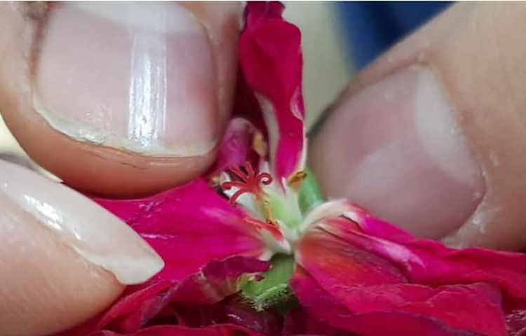 آموزش علوم (مشاهده آوند و اجزای گل)پایه چهارم دبستان 1