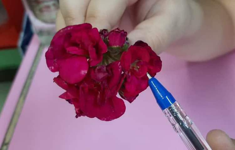 آموزش علوم (مشاهده آوند و اجزای گل)پایه چهارم دبستان 3