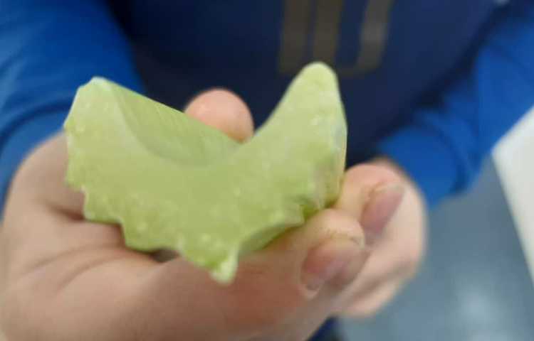 آموزش علوم (مشاهده آوند و اجزای گل)پایه چهارم دبستان 4