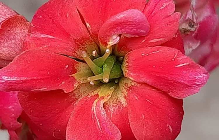 آموزش علوم (مشاهده آوند و اجزای گل)پایه چهارم دبستان 5