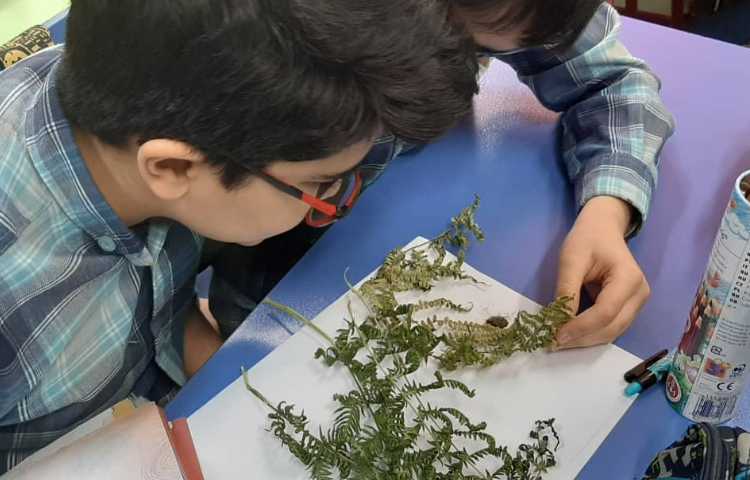 آموزش علوم (مشاهده هاگ سرخس و خزه ) پایه چهارم دبستان 1