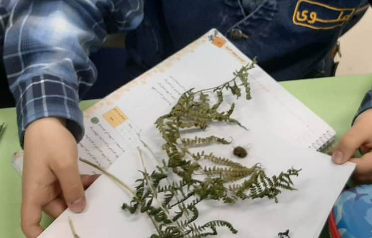 آموزش علوم (مشاهده هاگ سرخس و خزه ) پایه چهارم دبستان 2