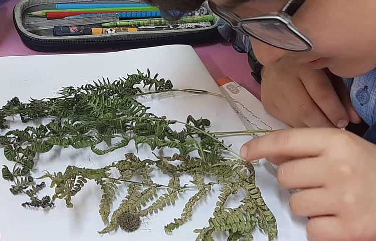 آموزش علوم (مشاهده هاگ سرخس و خزه ) پایه چهارم دبستان 3