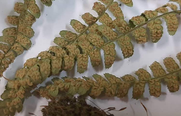 آموزش علوم (مشاهده هاگ سرخس و خزه ) پایه چهارم دبستان 4