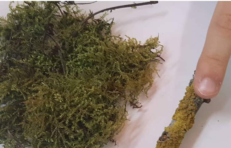 آموزش علوم (مشاهده هاگ سرخس و خزه ) پایه چهارم دبستان 5