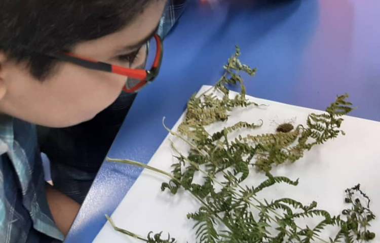 آموزش علوم (مشاهده هاگ سرخس و خزه ) پایه چهارم دبستان 7