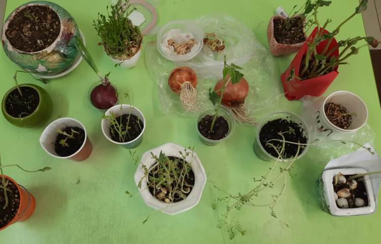 آموزش علوم پایه اول بخش کاشت دانه ها 5