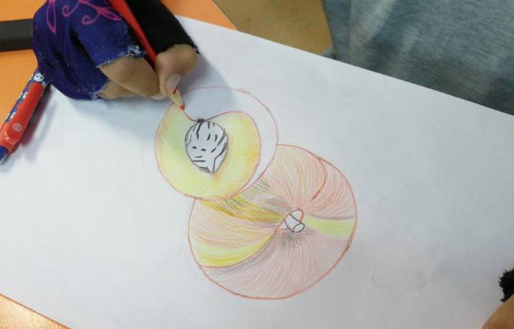 آموزش نقاشی میوه پایه ششم 5