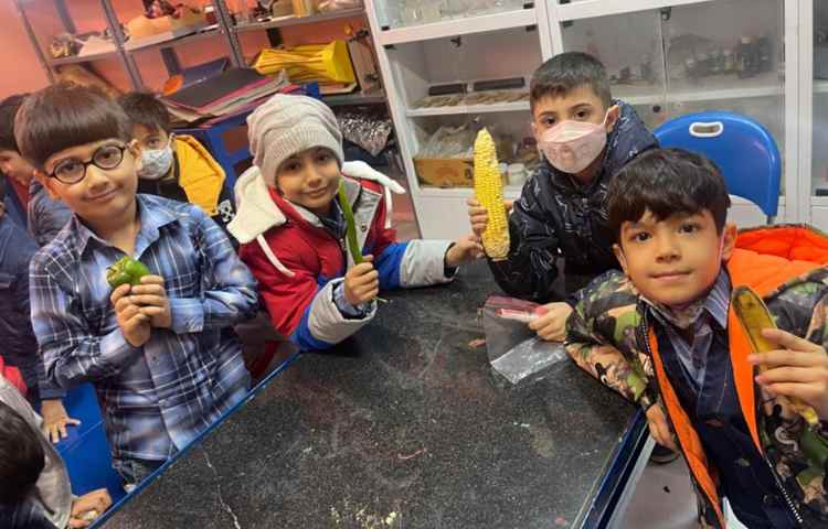 آموزش و اشنایی با انواع گیاهان و سبزیجات 11