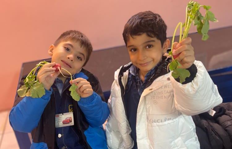 آموزش و اشنایی با انواع گیاهان و سبزیجات 2