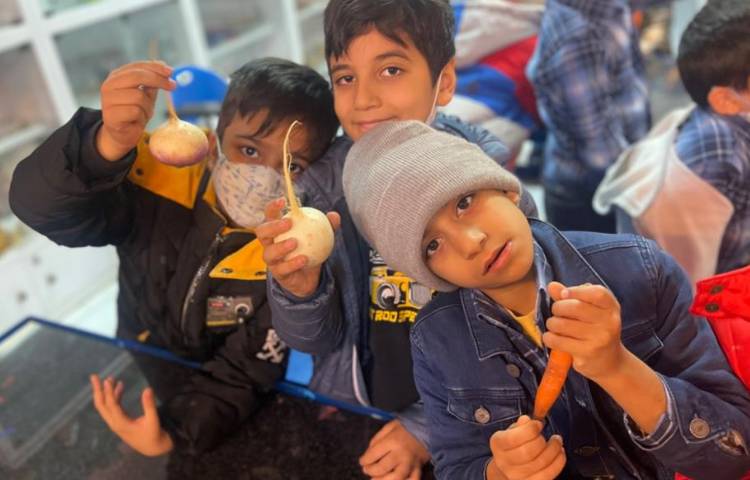 آموزش و اشنایی با انواع گیاهان و سبزیجات 6