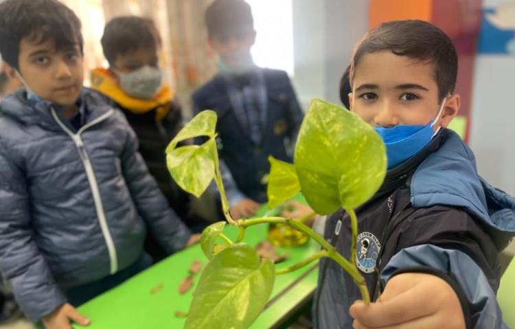 آموزش و اشنایی با انواع گیاهان و سبزیجات 8